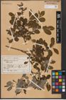Foto von Salix aurita L.